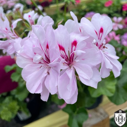 Pelargonium 'Colonel Baden Powell' - Pelargoon 'Colonel Baden Powell' P9/0,55L
